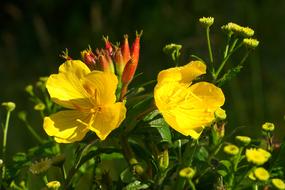 wild yellow flowers in the garden