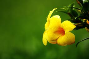 Flower Nature Garden