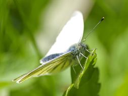 White Butterfly Insect