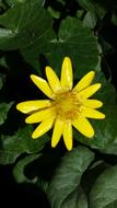 little yellow flower in the grass