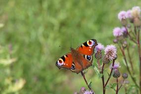 Peacock Butterfly Insect