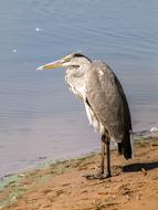 Heron Grey Bird Water