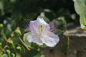 white and purple Flower Caper