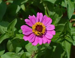 pink flower in the grass
