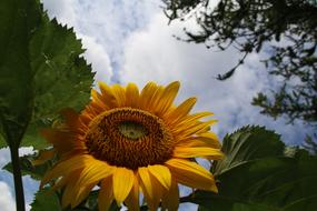 Sunflower Yellow Flower
