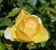 yellow rosebud is beautiful
