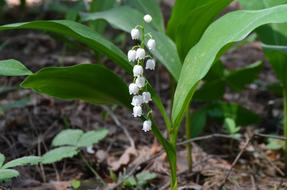 Lily Of The Valley Convallária