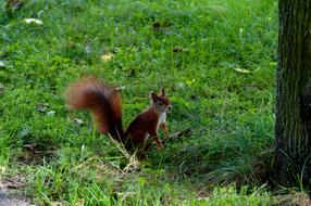 The squirrel with the fluffy tail is beautiful