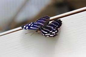 Butterfly Botanical Garden Close