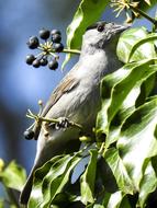Blackcap Bird Songbird Garden