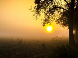 sunlight at the tree
