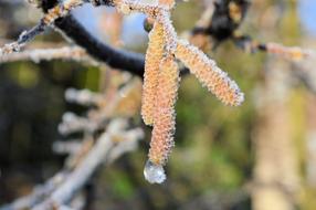 Nature Frost Cold