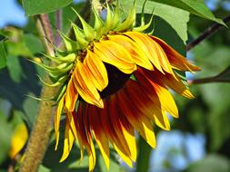 yellow Sunflower Flower Blooming
