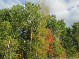 Trees Nature Autumn
