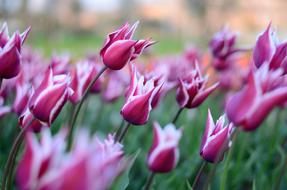 Macro photo of the pink Tulips Flower