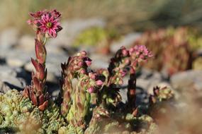 Wurz Blossom Bloom Stone