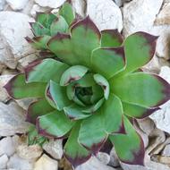 Plant Houseleek on Stones