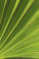 Green Palm Leaf
