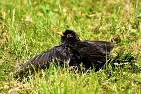 Blackbird Bird Black