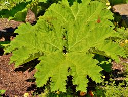 Mammoth Leaf Gunnera