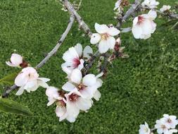 flowers on a branch against the green grass