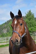 Horse Animal Head