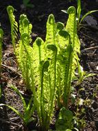 Spring Fern