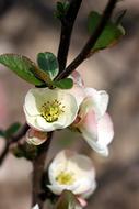 Flowers Flowering Tree Spring