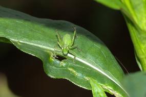 Viridissima Deciduous Locust