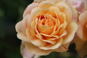 Rose Garden Close Up