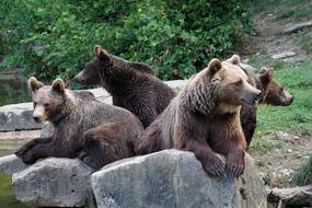 cute bears on a rock