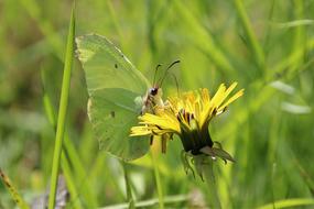 butterfly flower grass