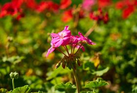 Flower Purple Spring