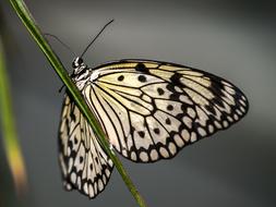 Butterfly Insect Nature