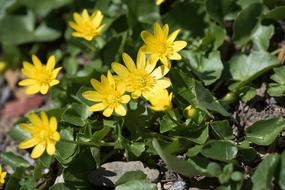 Celandine Yellow Flowers