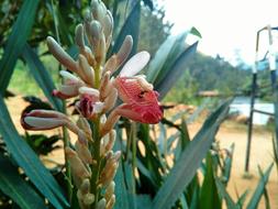 village garden flower
