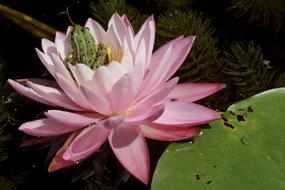 Water Lily Frog Pond