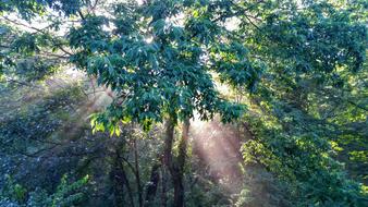 green trees are beautiful