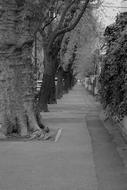 Street Trees