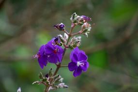 Flowers Garden Color