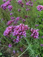 pink flowers in the grass beautifully wow