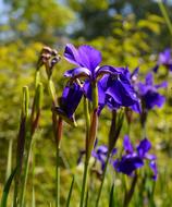 Iris Blossom Bloom