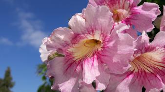 pink flower meadow