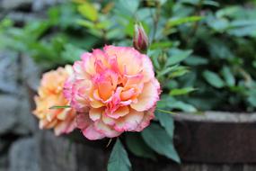 an open rosebud with leaves