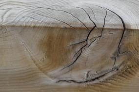 Tree Background Wood Wood-Fibre