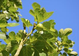 Fig Tree Fruit