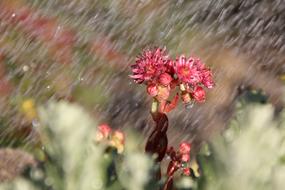 Rain Wurz Blossom
