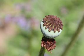 Green Stamp Flower closeup photo