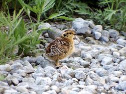 Partridge Chicks Road