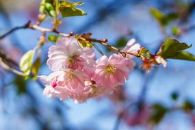 Summer pink Flowers on tree
